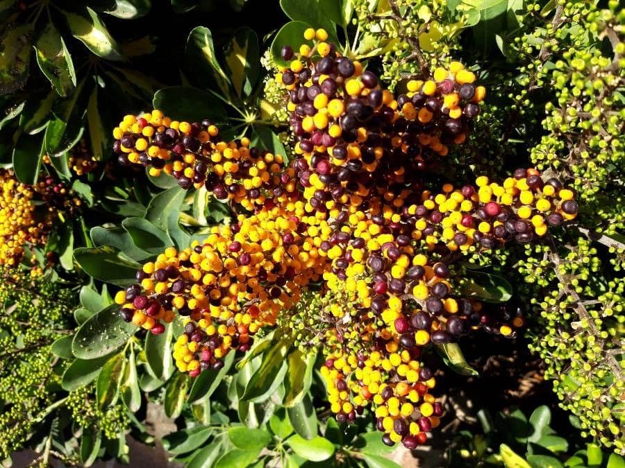 Schefflera arbicole 5