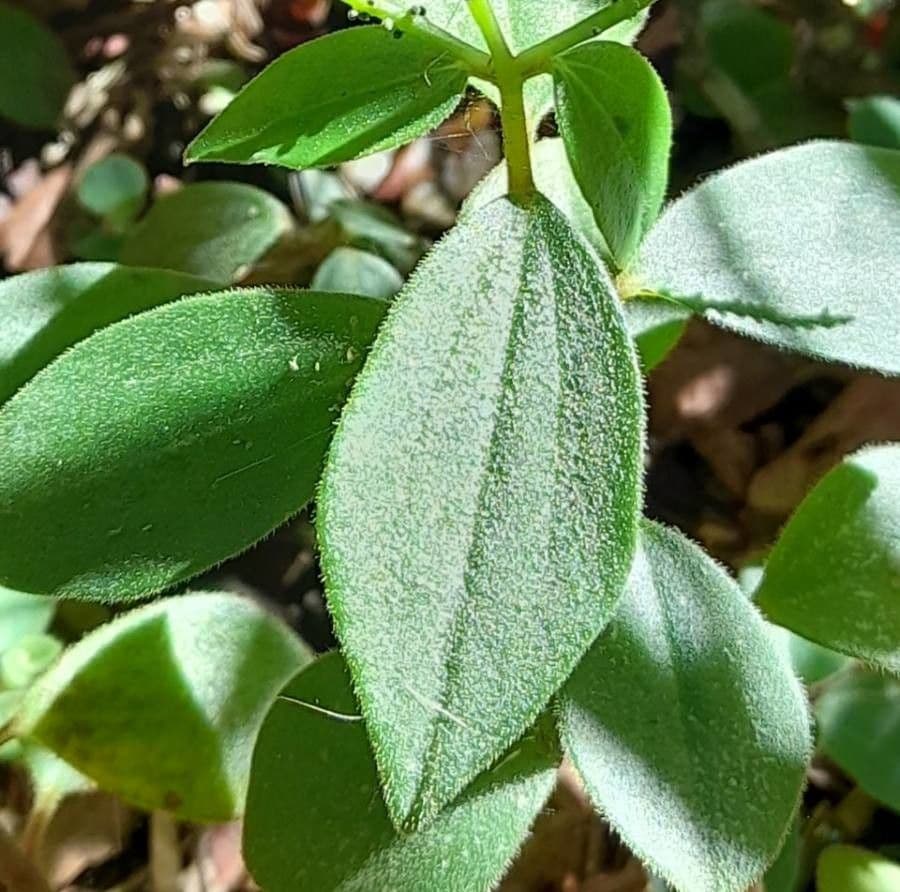 Peperomia blanda 9