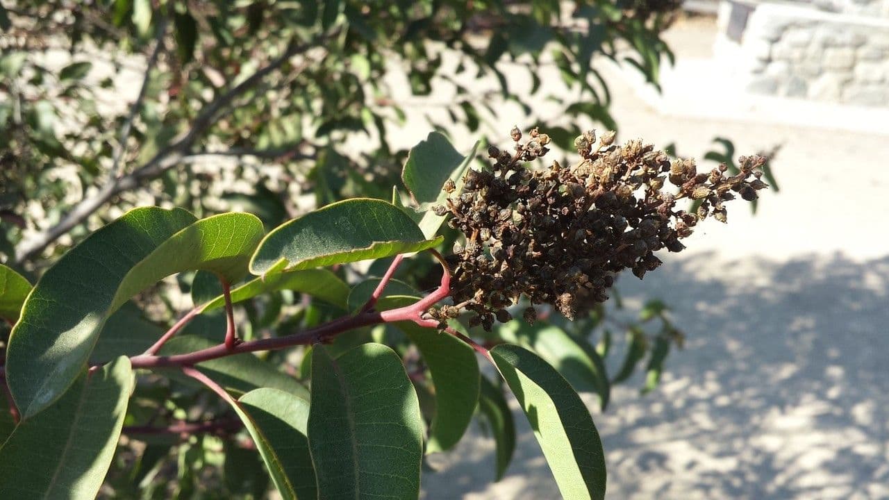 Malosma 3