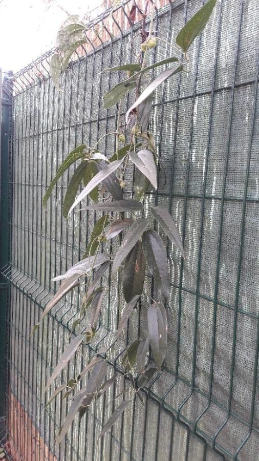 Clematis di Armand 9