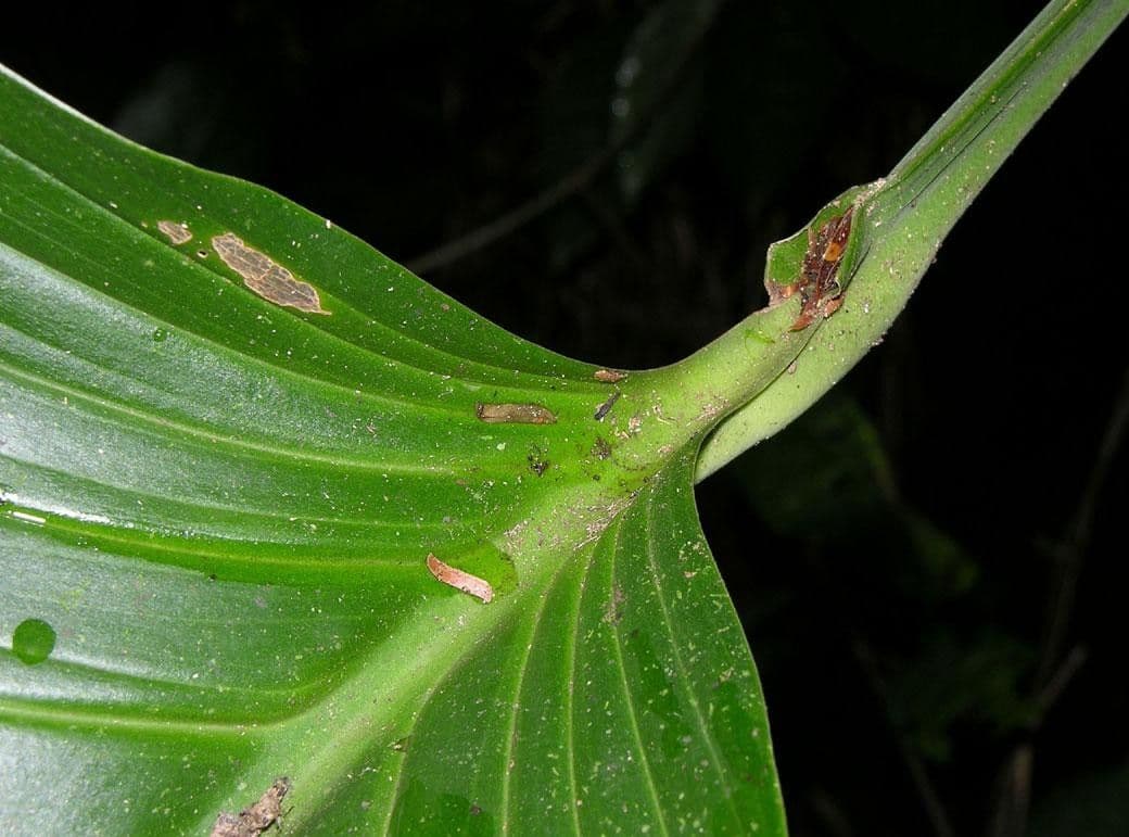 Monstera 11