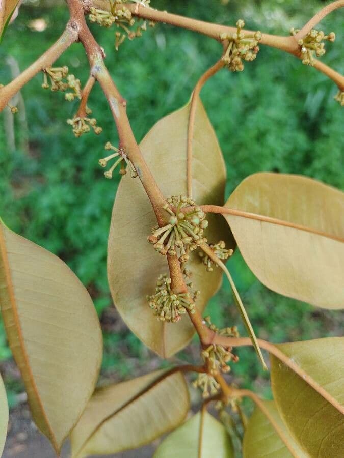 Chrysophyllum mexické 5