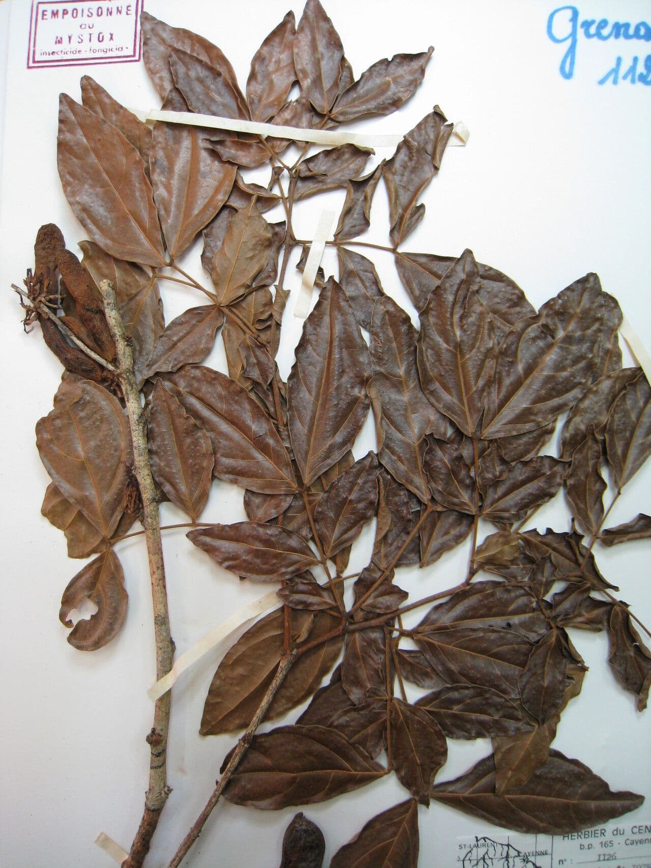 Zygia 2