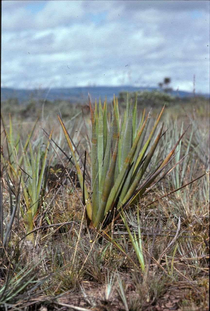 Brocchinia 2