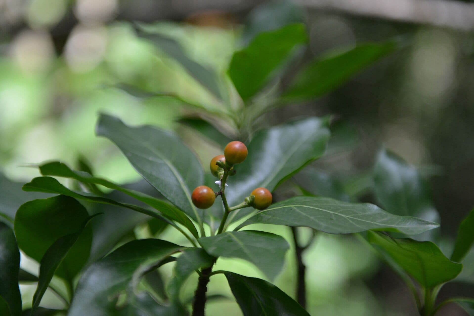 Rochefortia
