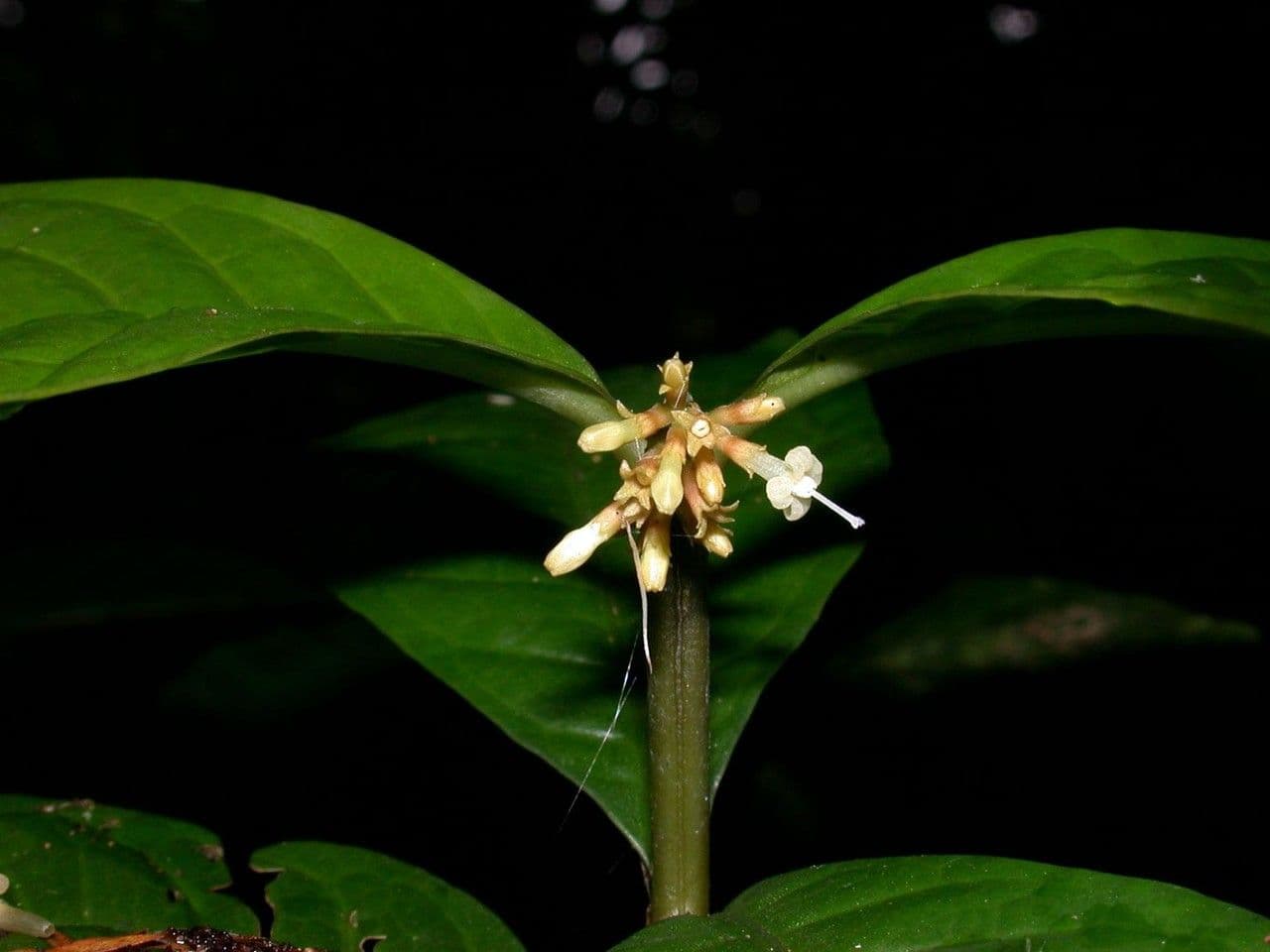 Eumachia 11