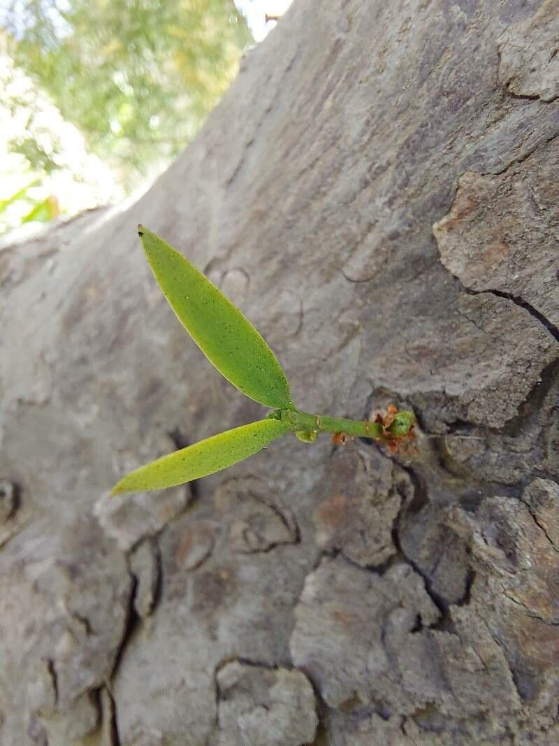 Afrocarpus falcatus 18