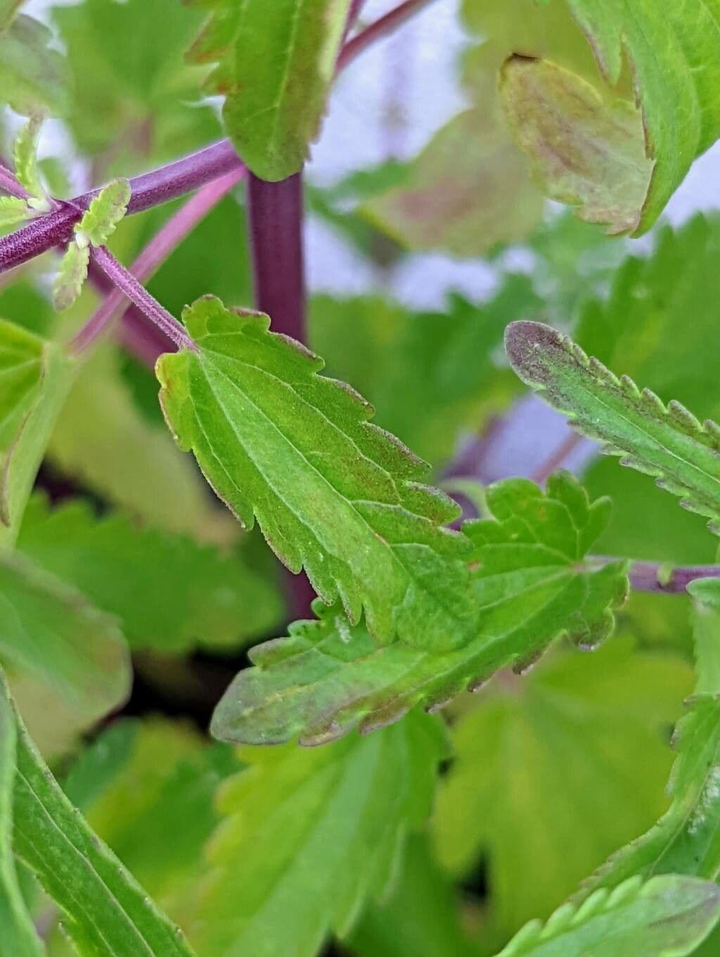 Dracocéphale de Moldavie 17