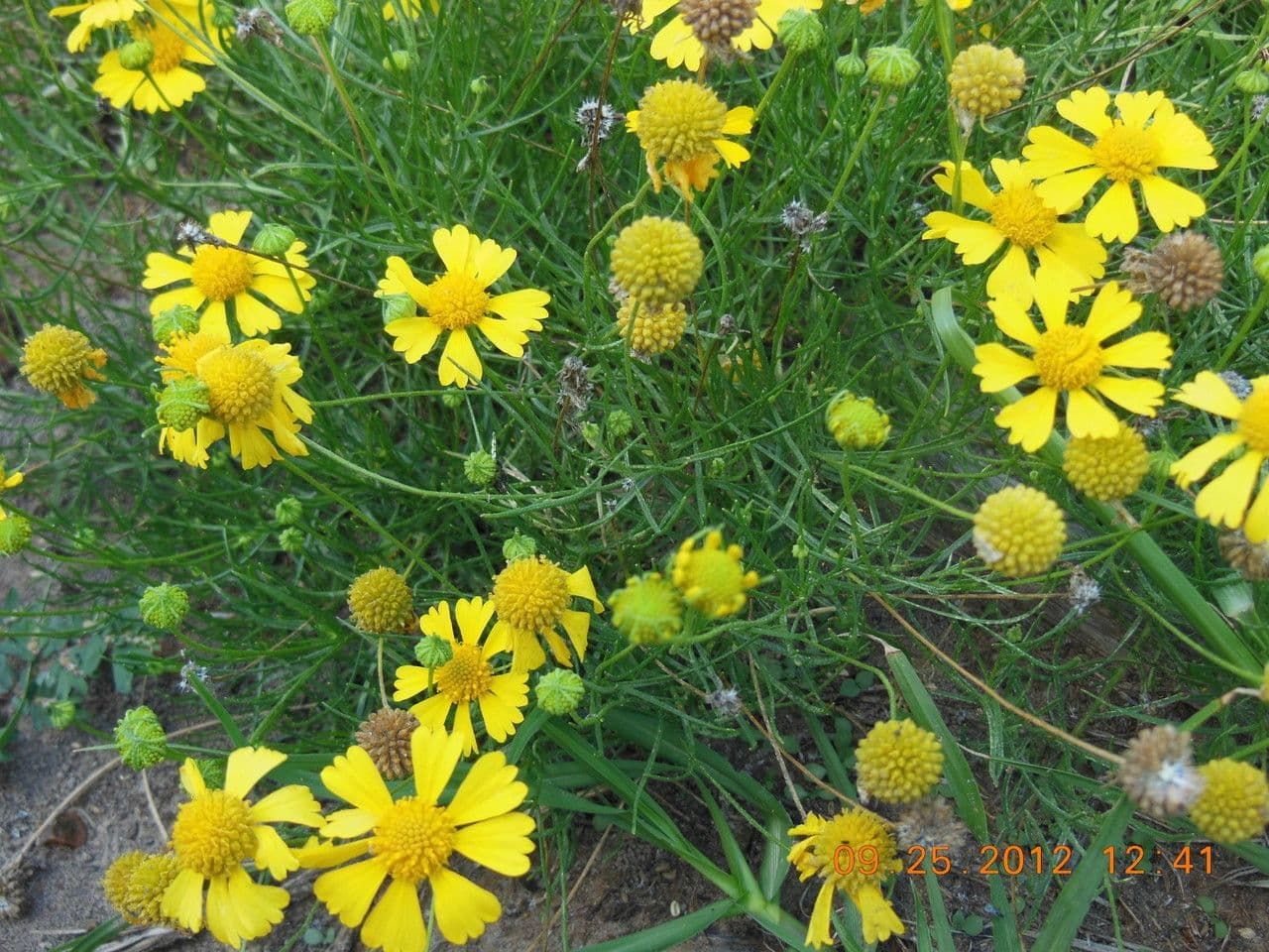 Hymenoxys wonny 9