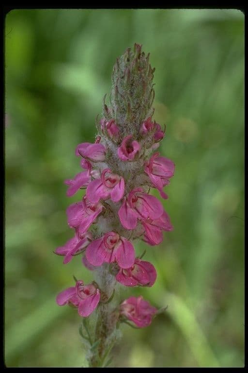 Pedicularis 2