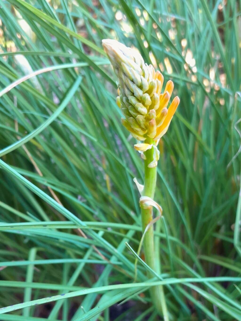 Rotella ardente