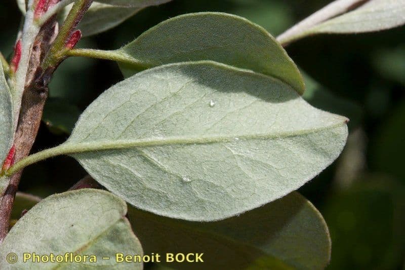 Cotoneaster 9