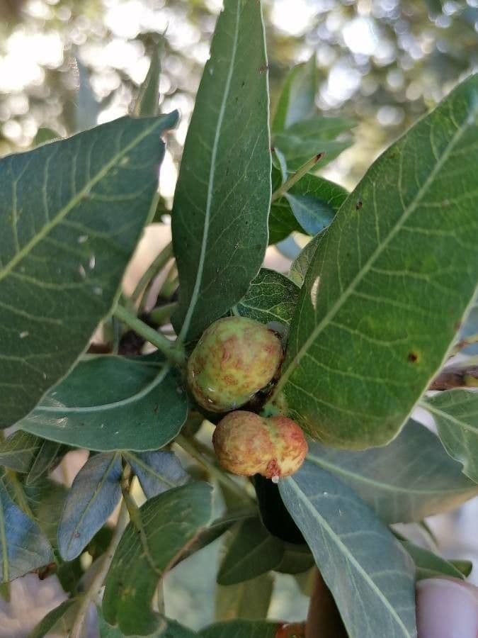 Pistacia 2