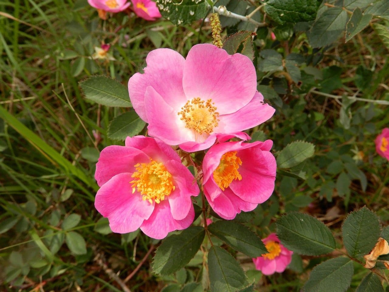 Rose 2