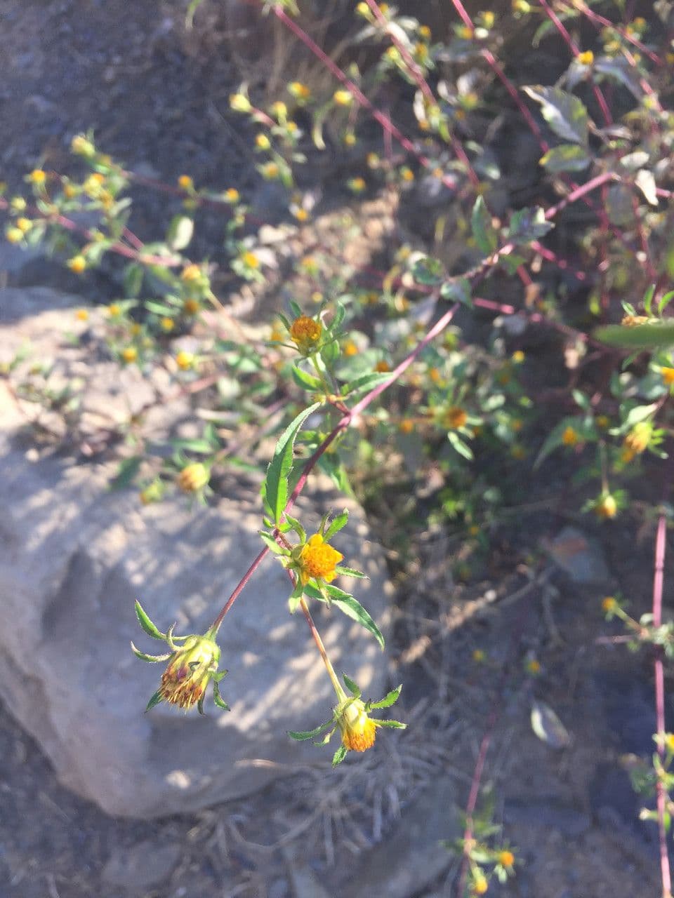 Bidens bipinnata 11