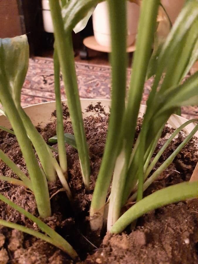 Calla 22