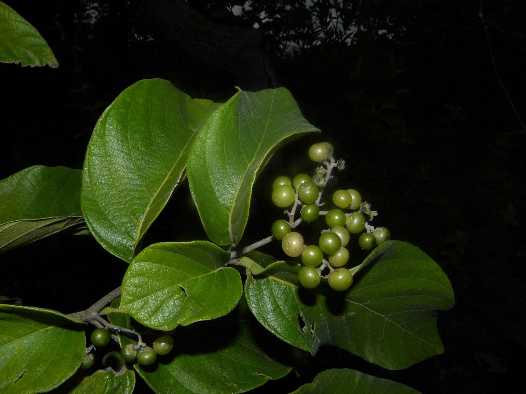 Cordia panamensis 7