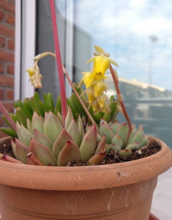 Echeveria 2