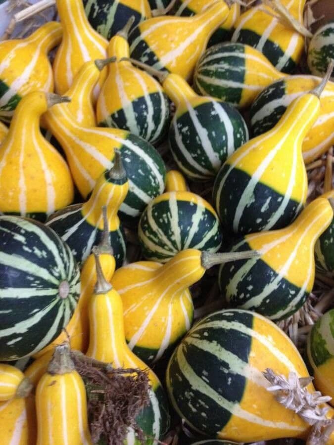 Bitter bottle gourd 5