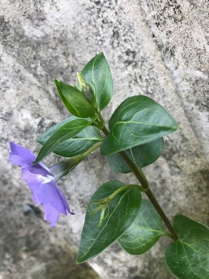 Pervinca maggiore 29