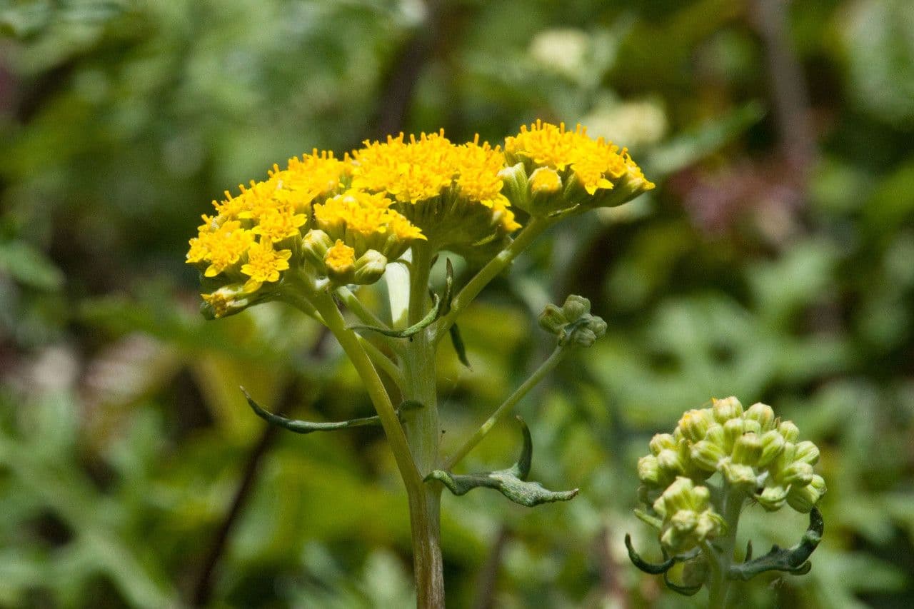 Eriophyllum 5