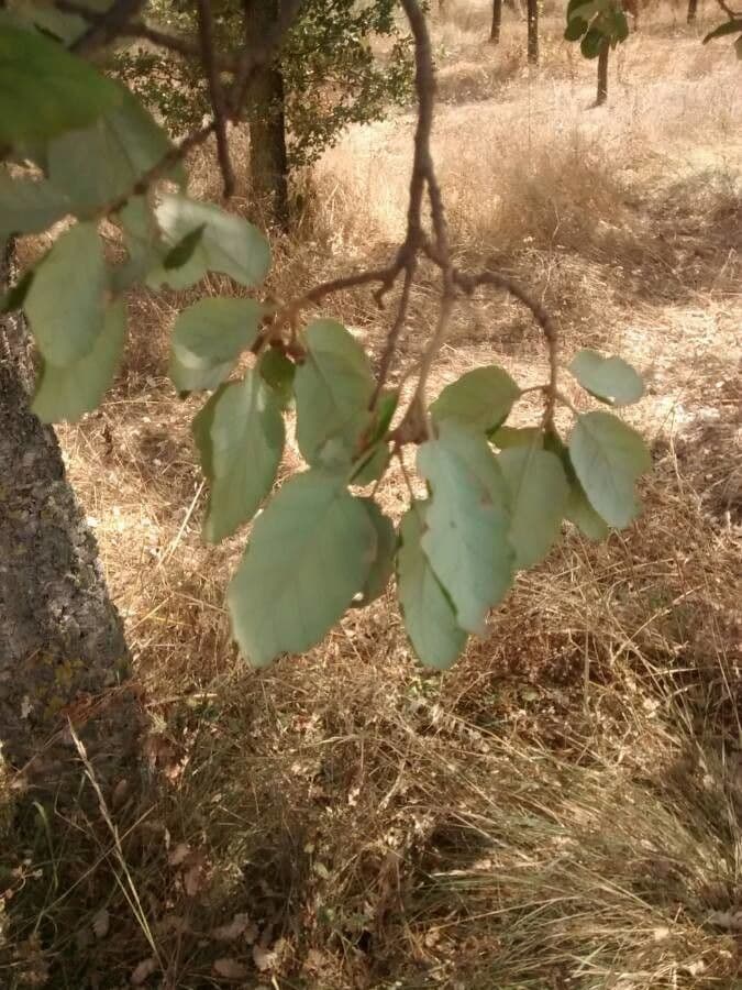Sughera 17