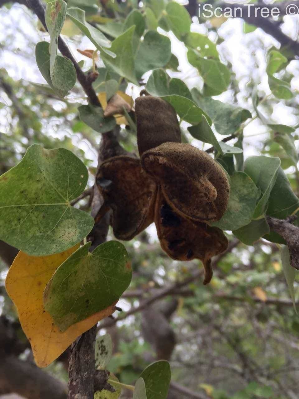Sterculia 4