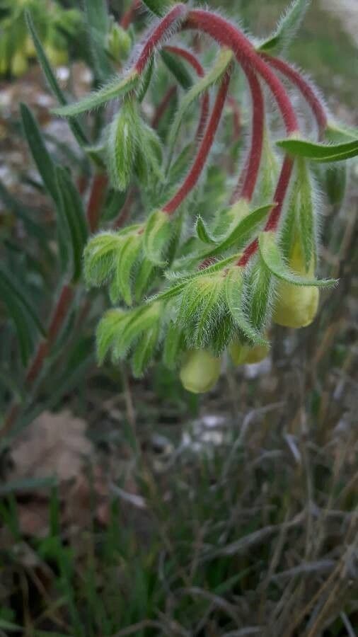 Onosma 14