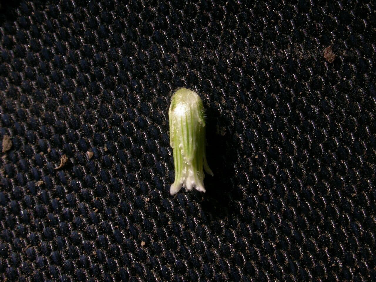 Herbe du Laos 2