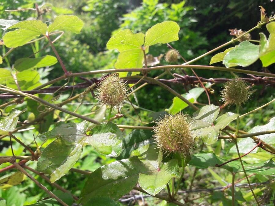 Passiflora fetida 25
