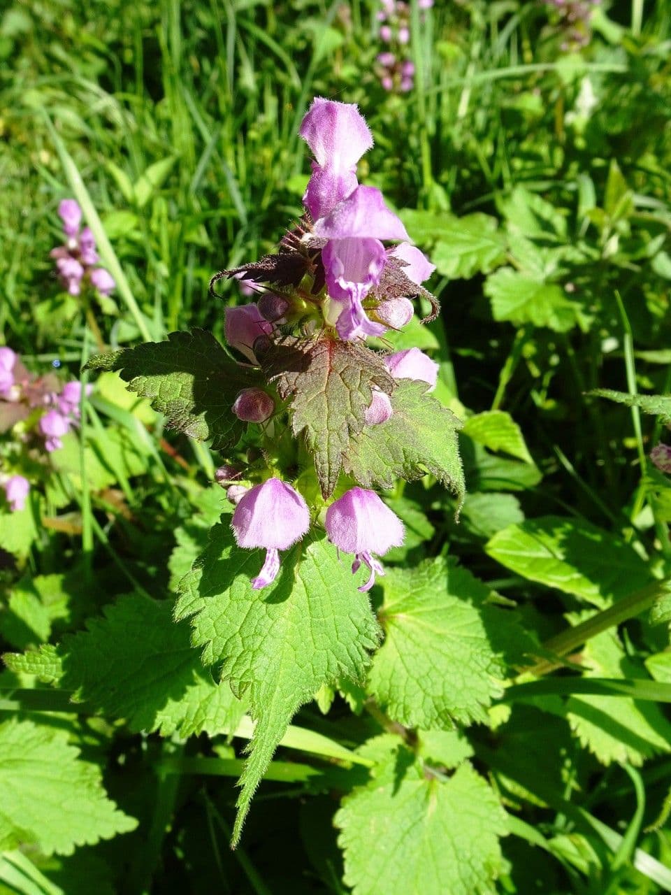 Falsa ortica macchiata 30