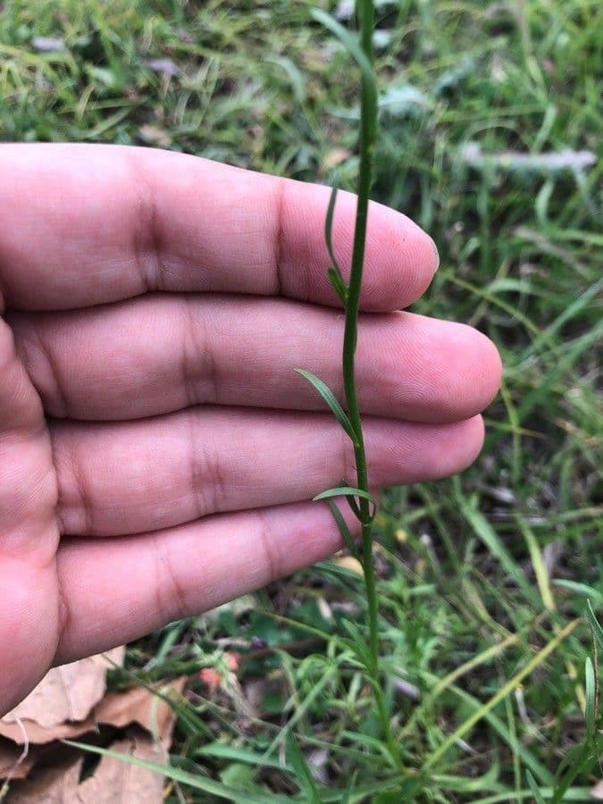 Nuttallanthus floridanus 14