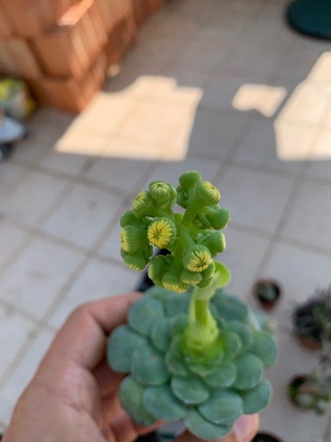 Aeonium 2