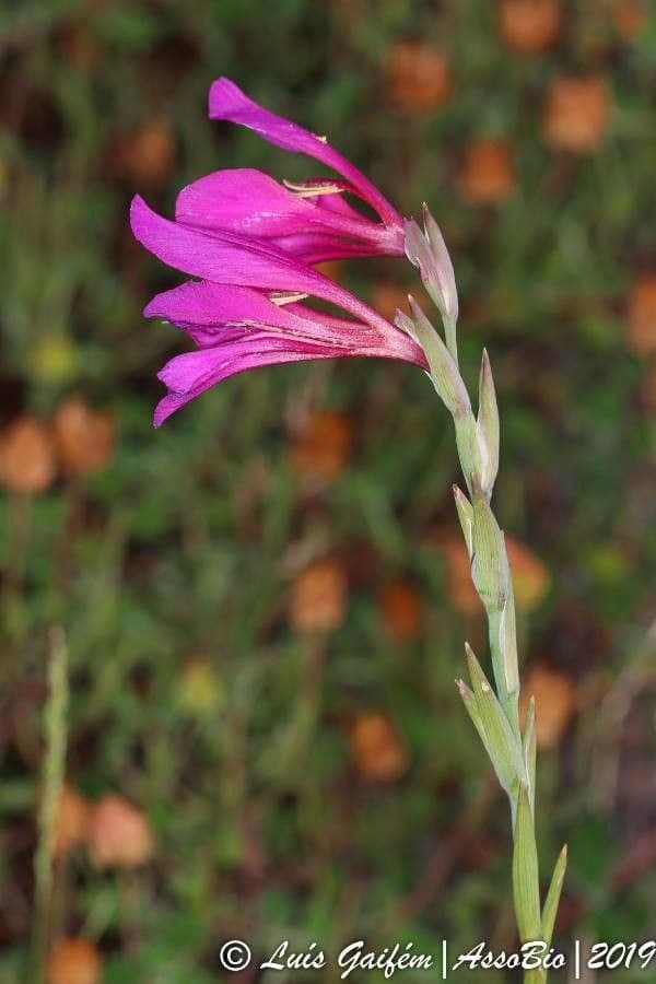 Illyrische Gladiole 7