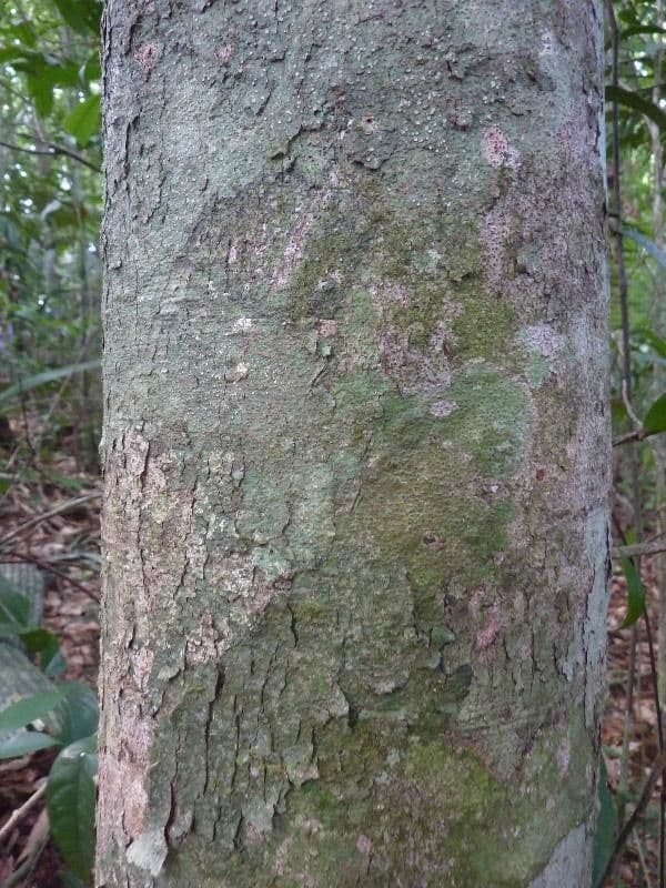 Dialium guianense 13