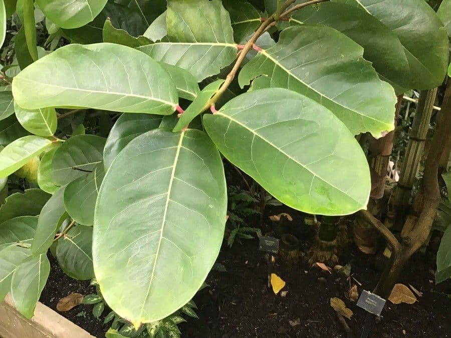 Phaleria