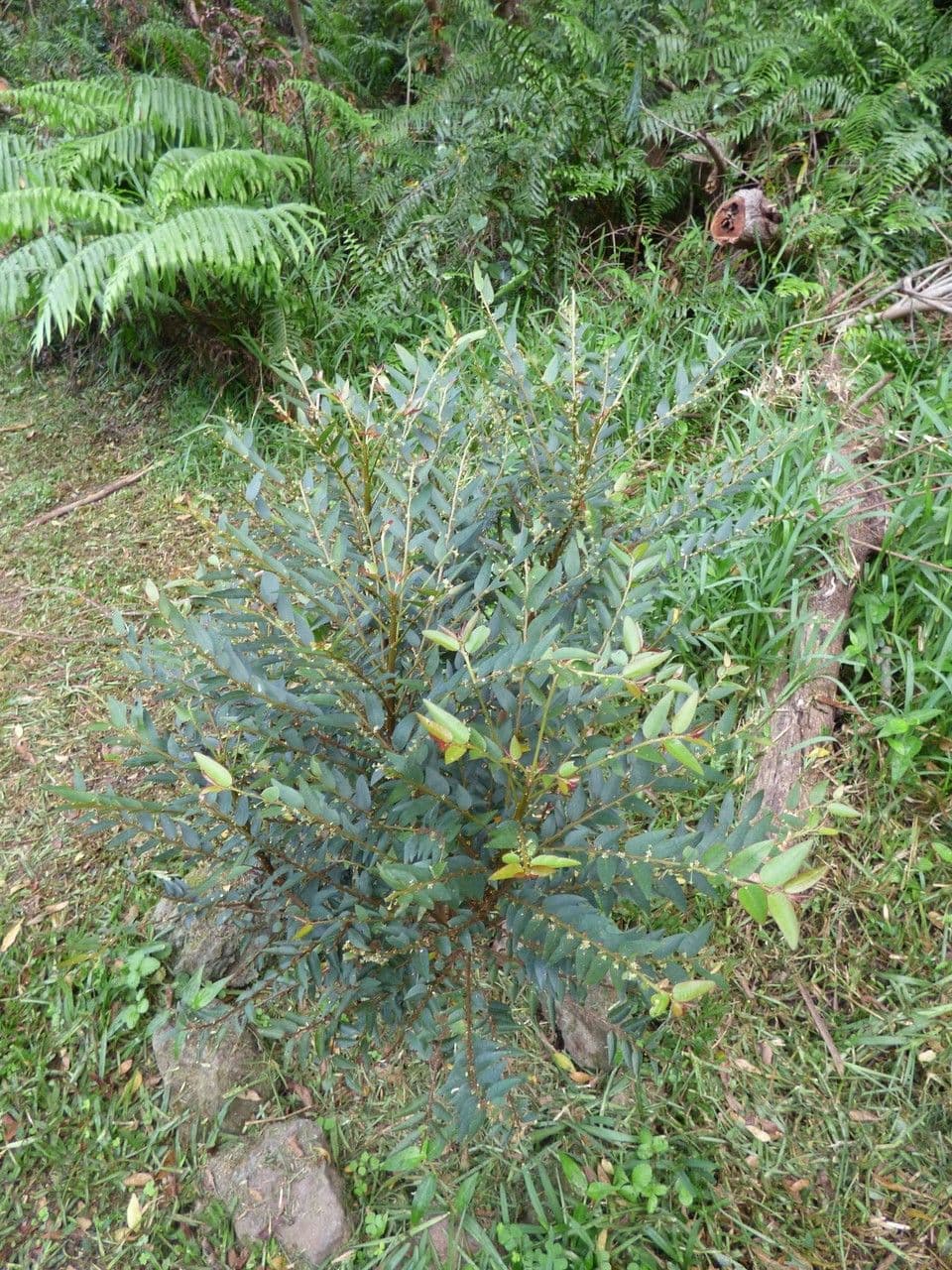Phyllanthus 6