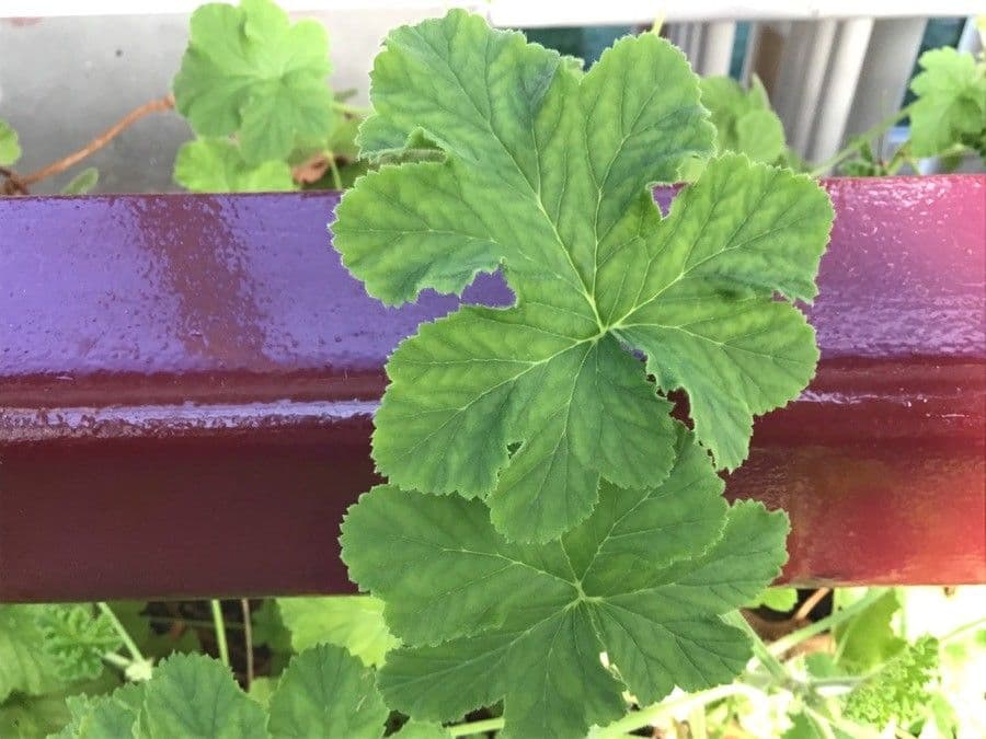 Geranium 10