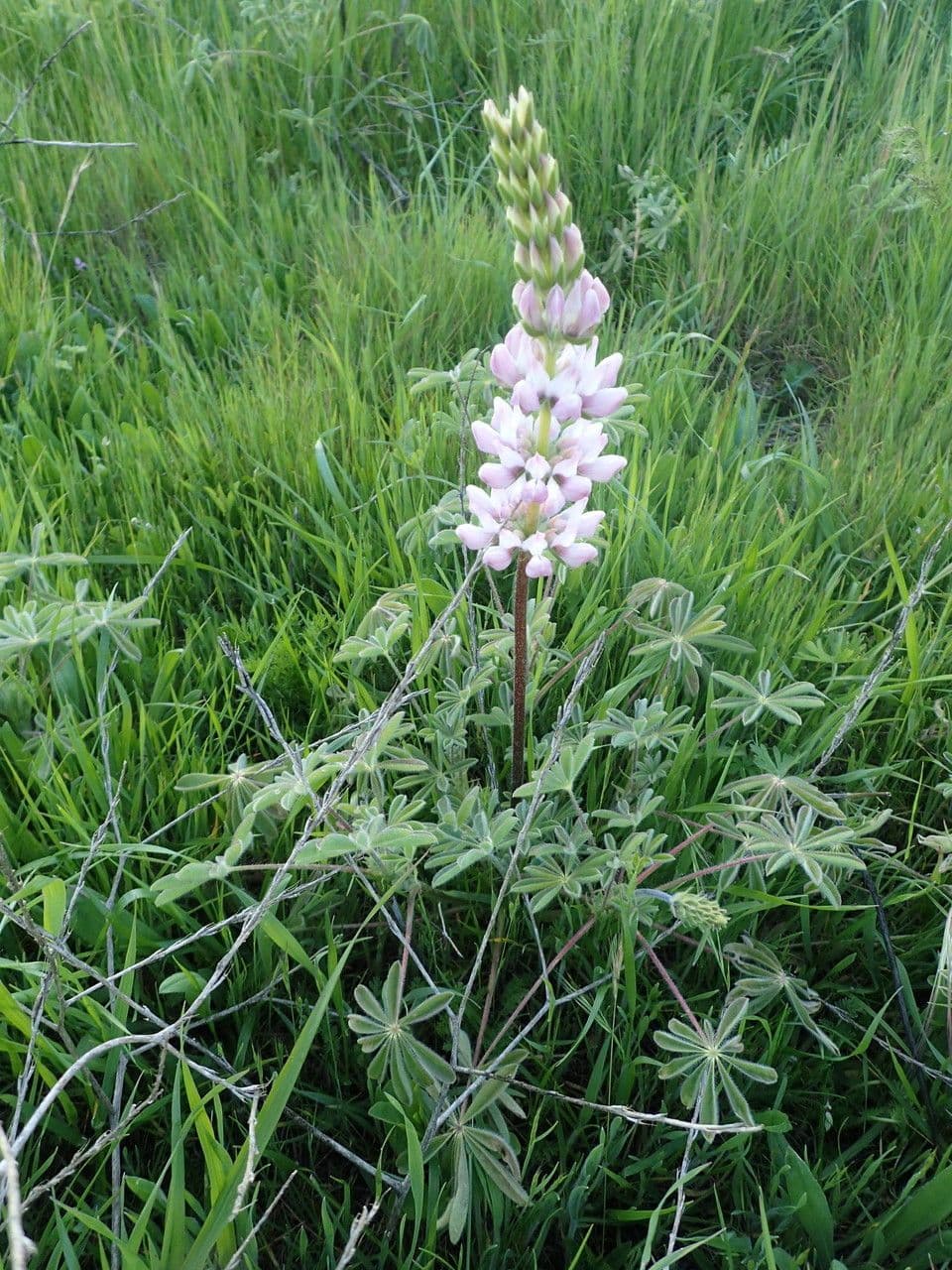 Dichtblütige Lupine 7