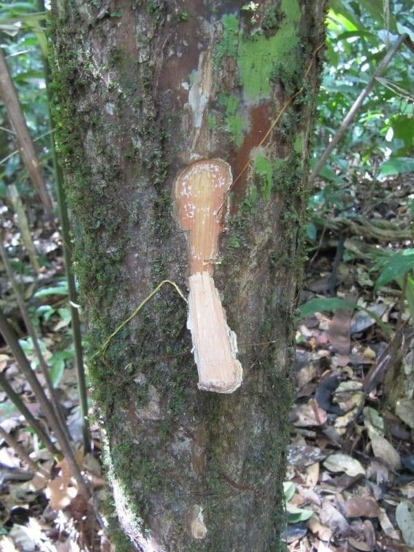 Pouteria frangiata 10