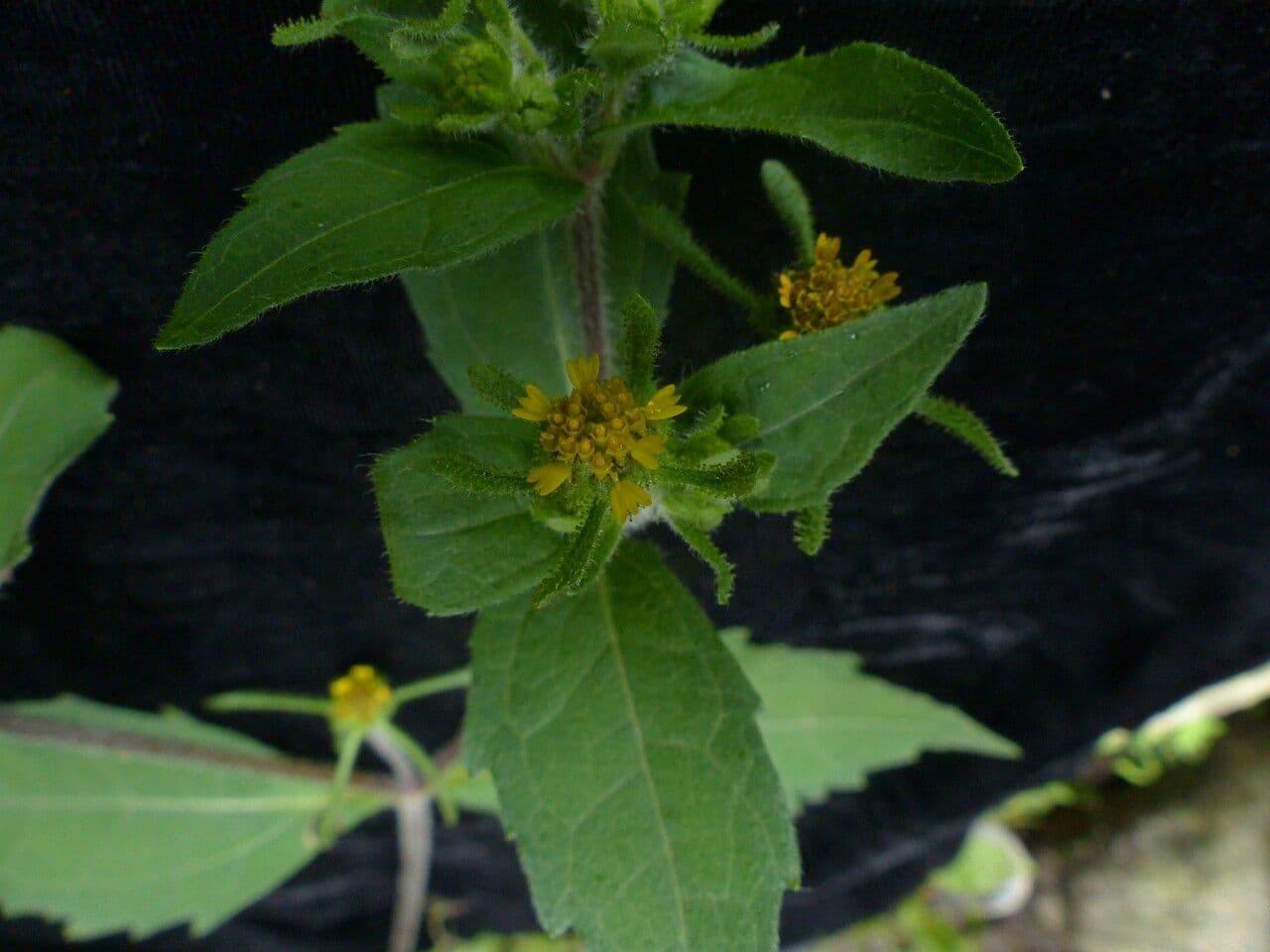 Sigesbeckia orientalis 9