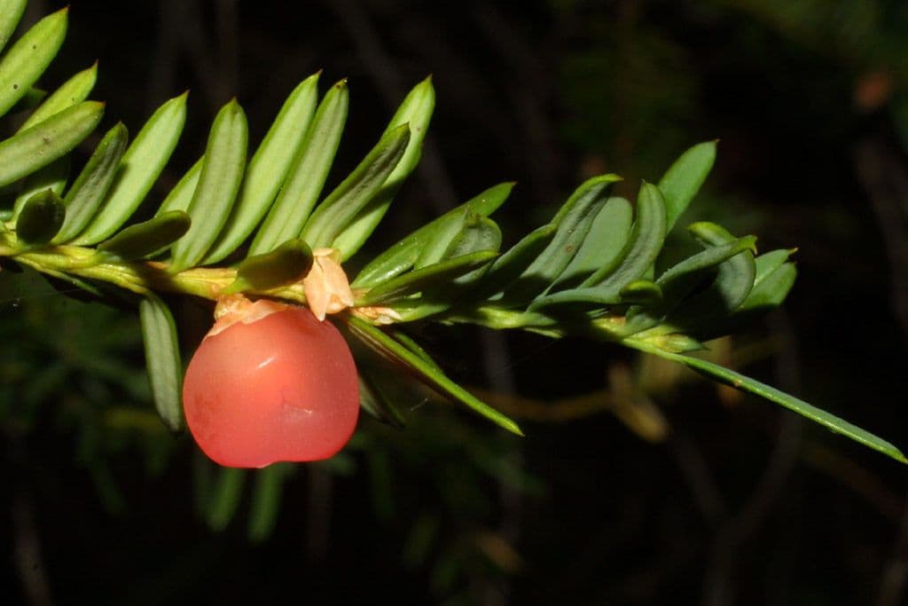 Tasso del Pacifico 9
