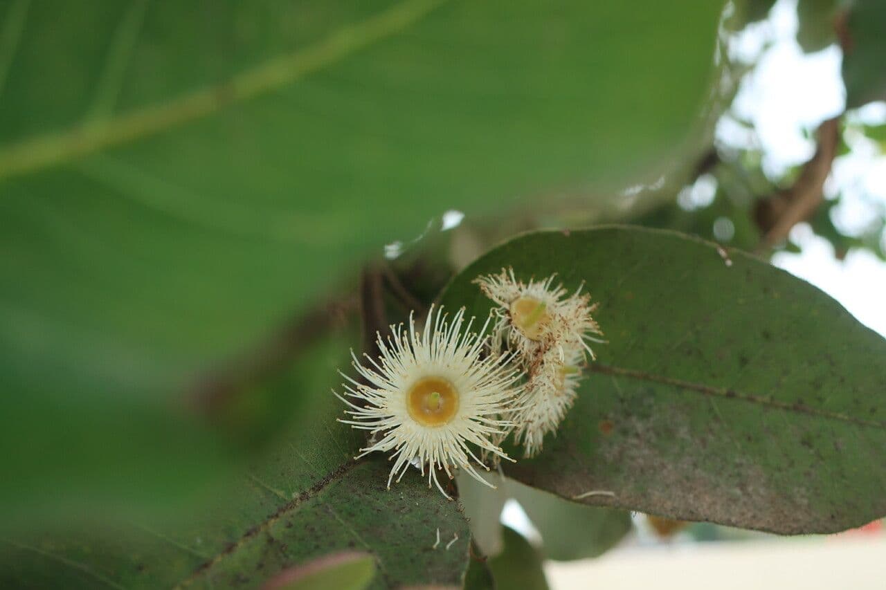 Myrta 5