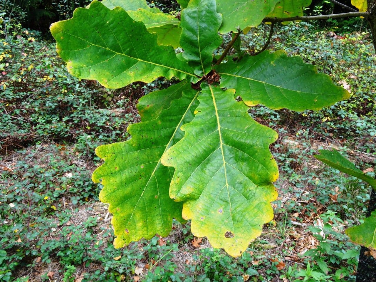 Quercia Daimyo 15