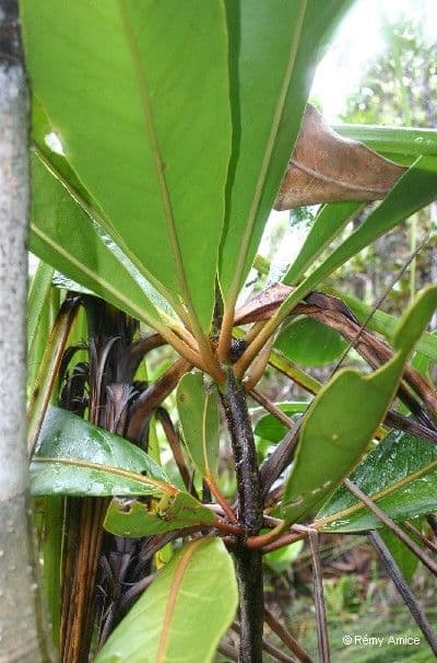 Vieillards Balanops 2