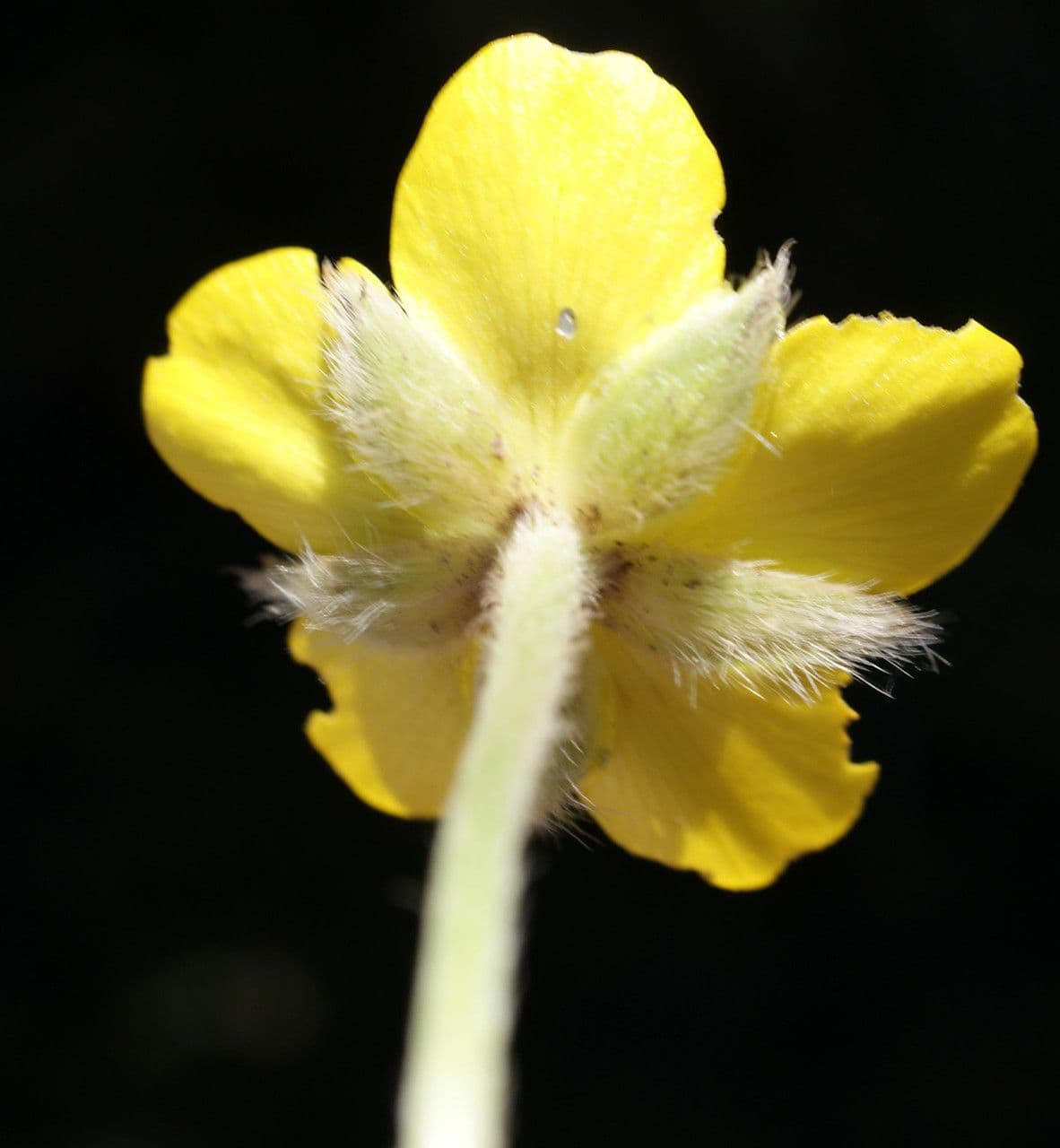 Ranunculus sprunerianus 4
