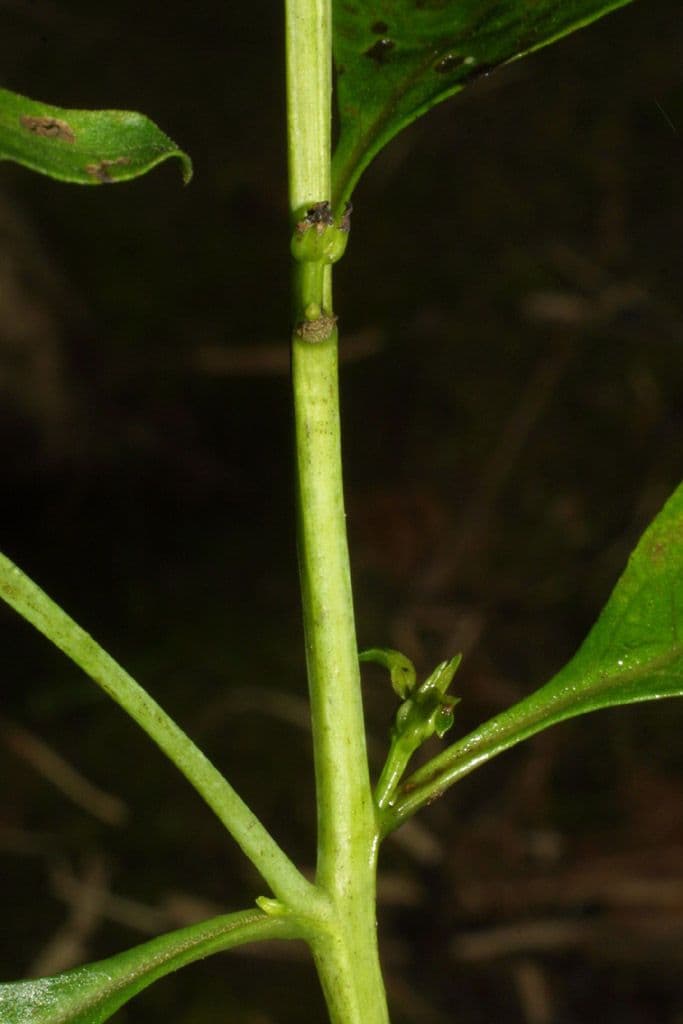 Aureolaria 18