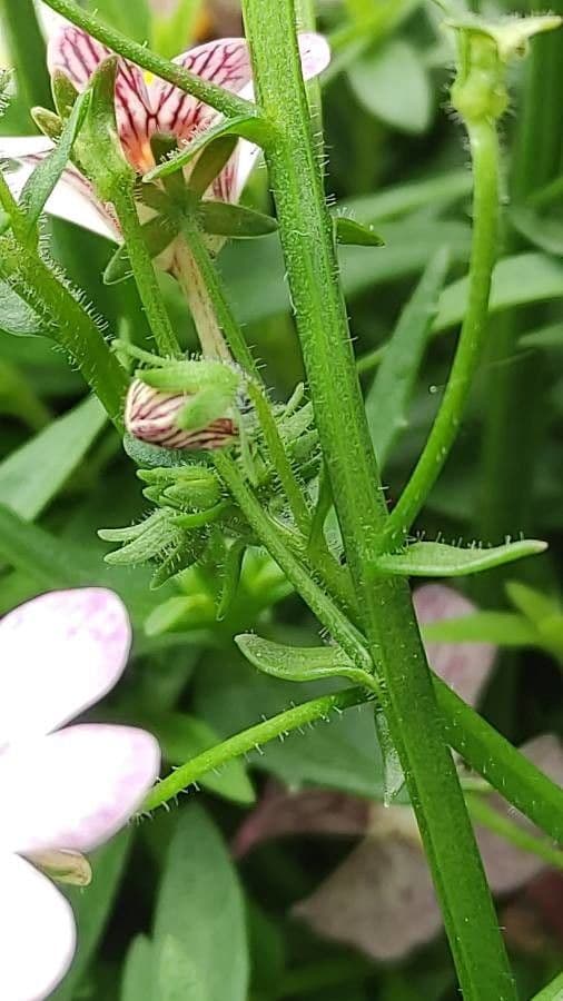 Nemesia 16