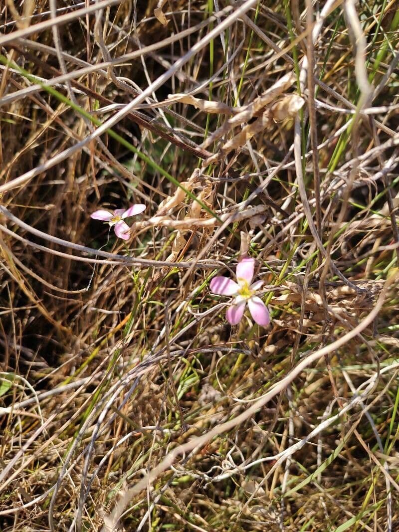 Sabatia stellare 3
