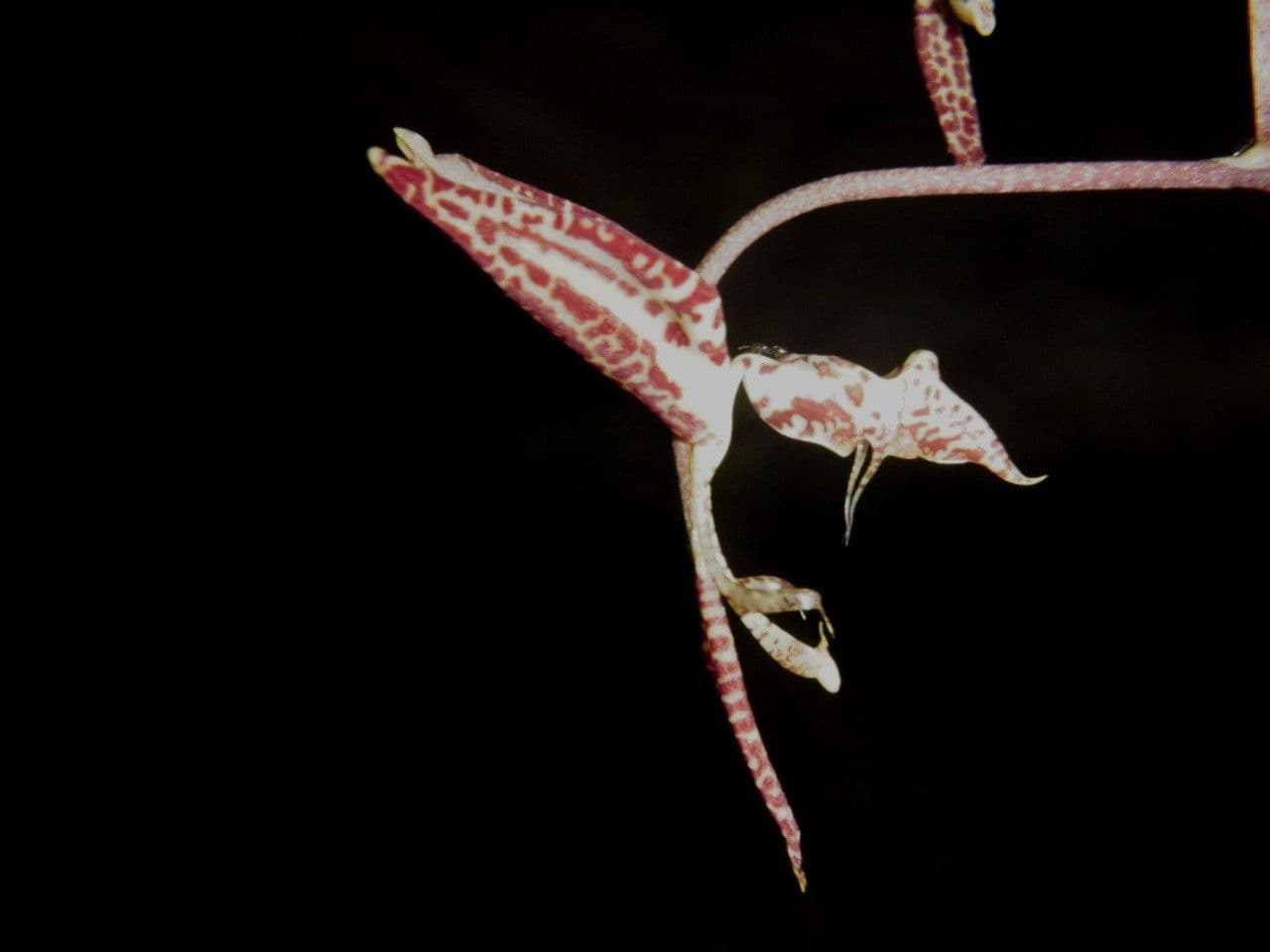 Gongora 6